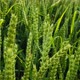 Green wheat. Green ears of wheat. Wheat field . - VideoHive Item for Sale