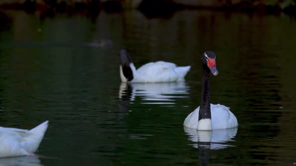 A group of delicate black-necked swans swimming peacefully on a pond in it natural habitat