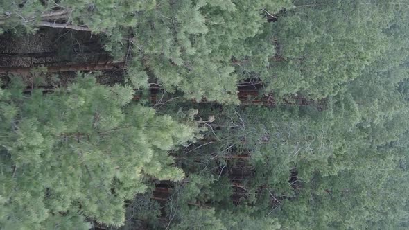 Vertical Video of Beautiful Forest Landscape