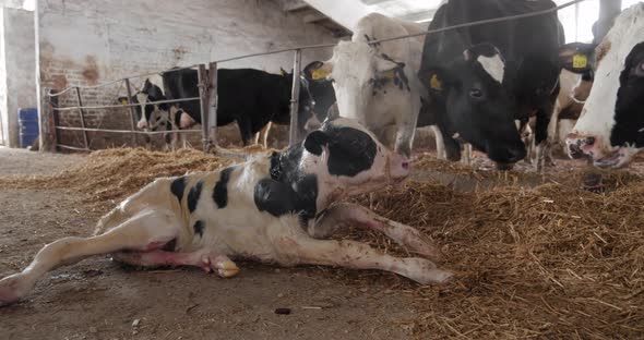 The Newborn Calf On The Farm Lies In The Hay And A Herd Of Cows Around Him