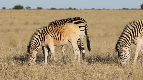 Plains Zebras Grazing In Grassland