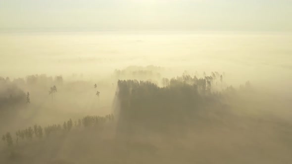 Foggy Forest