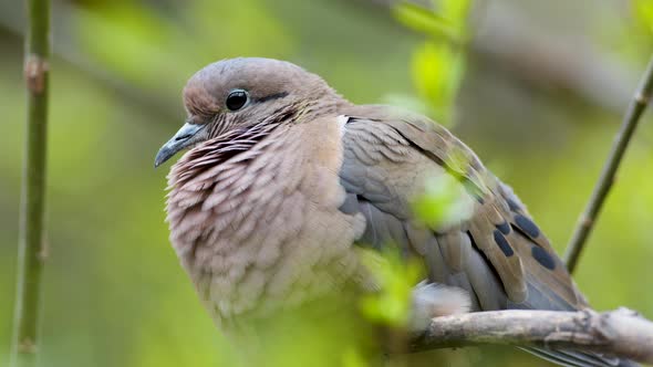 Extreme close up of a chubby eared dove standing on a branch