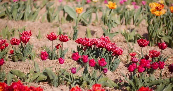 Blooming Tulips on Flowers Plantation Farm