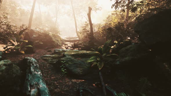 Time Lapse of a Tropical Jungle in the Mountains of Puerto Rico