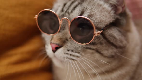 Cat in Glasses Lying on Sofa Closeup Scottish Fold Portrait