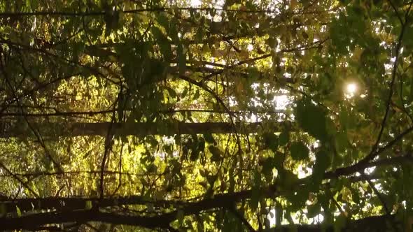 Vertical Video of an Autumn Forest During the Day in Ukraine