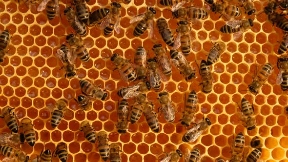 Work bees in hive.  Bees convert nectar into honey and cover it in honeycombs.