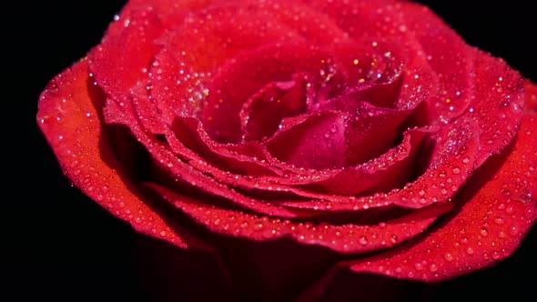 Red rose in droplets turns on a black background