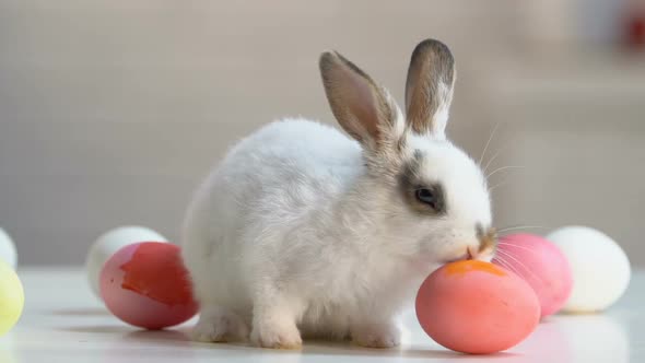 Fluffy Rabbit Running Around Table Playing With Eggs, Easter Symbol, Traditions