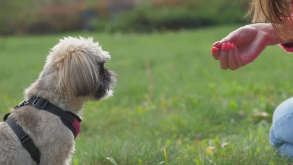 Owner Gives Treat to Fluffy Shih Tzu Dog Asking to Do Trick