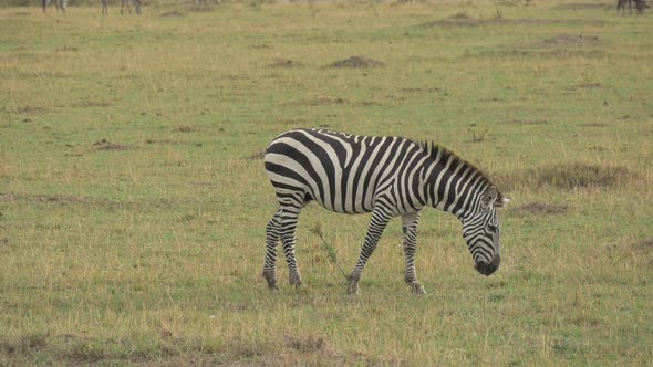 Zebra grazing and walking 