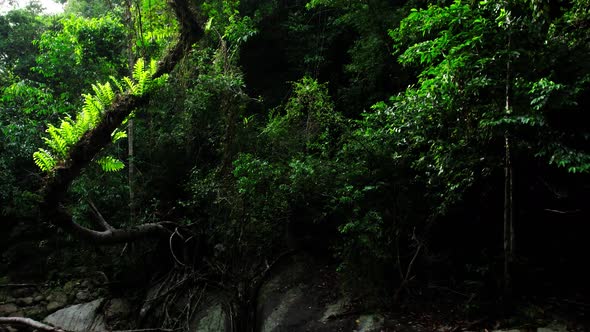 Shot ascending in a dense, Thai, tropical rainforest. Beautiful ecosystem full of biodiversity