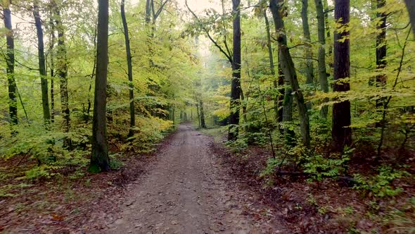 Walking through the autumn forest full of colourful trees in Poland, Europe