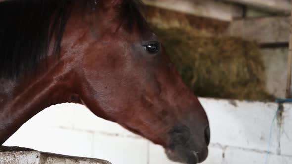 Horse muzzle close-up. Horse eyes. Horse face. Horse nose close-up.