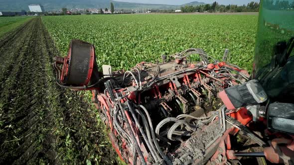 Beet Harvest