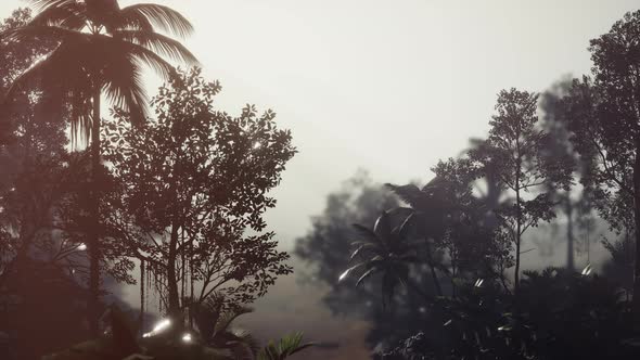 Tropical Palm Rainforest in Fog alt