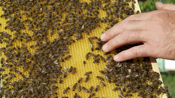 Barehanded male on a new frame with bees crawling outdoors.