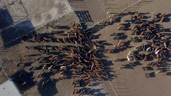 SPINNING OVERHEAD VIEW FROM A DRONE OF MANY COWS IN A CORRAL