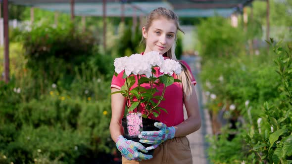 Portrait, Young Woman Gardener Holding White Blooming Hydrangea in Flowerpot in Her Hands