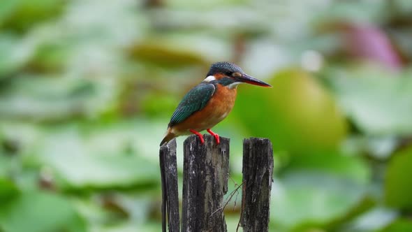 Kingfisher Bird Perching In Rotten Wood By The Lakeshore. Selective Focus Shot
