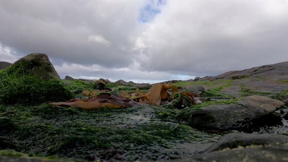Time Lapse of Algae and Rocks at the Irish Coast