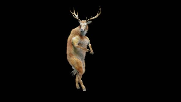 51 Deer Dancing HD