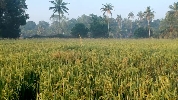 Rice field ready for harvest,Rice grains ripening on stalk ready for harvest