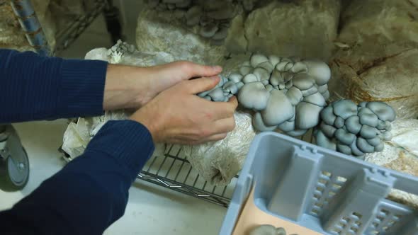 Inside a Small Scale Edible Mushroom Farm