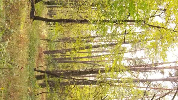 Vertical Video Aerial View of Trees in the Forest on an Autumn Day in Ukraine Slow Motion