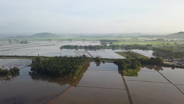 Aerial view oil palm plantation