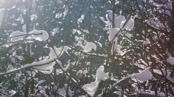 Sparkling Snow in Winter Forest