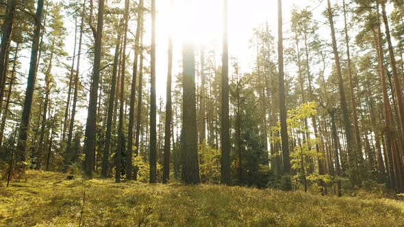 Flight Through Wild Autumn Forest