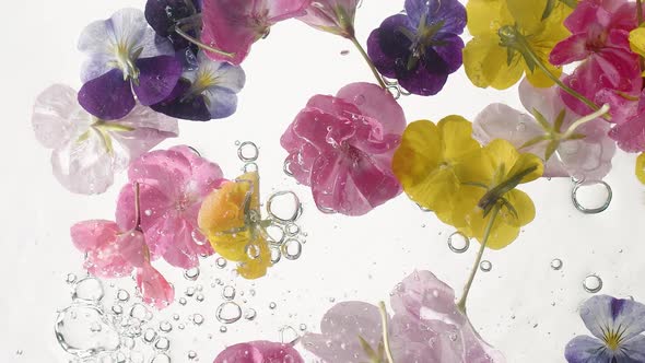 Beautiful White Yellow and Pink Hibiscus Flowers Petals Floating in the Water