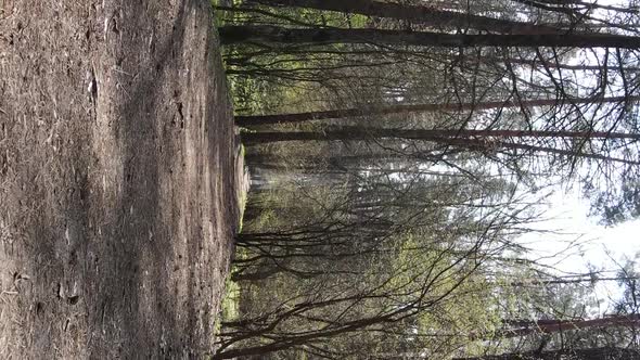 Vertical Video of a Road in the Forest Slow Motion