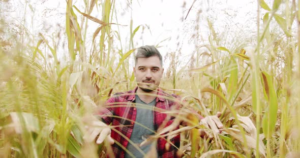 Green Wheat Crop Germ Agriculture Industry