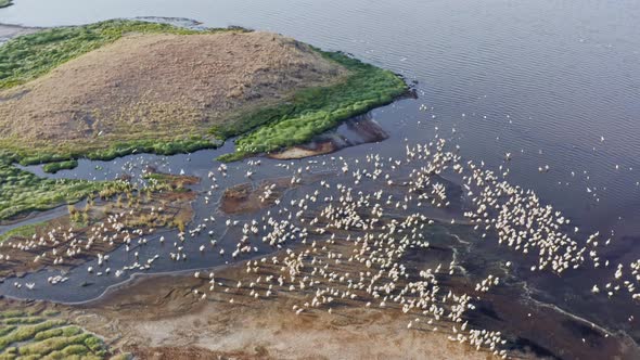 Aerial View of Wildlife of Tanzania