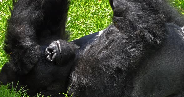 Eastern Lowland Gorilla, gorilla gorilla graueri, Silverback Male Laying down on Grass, Yawning