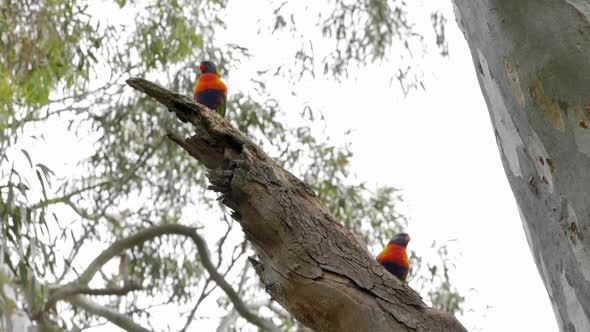 Two wild Rainbow Lorikeet sitting on a large gum tree branch. Overcast day.