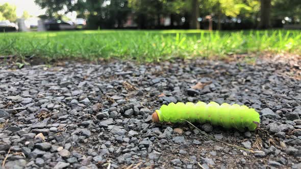 Caterpillar Crawling on the Ground