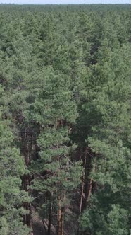 Vertical Video of Pine Forest Aerial View Slow Motion