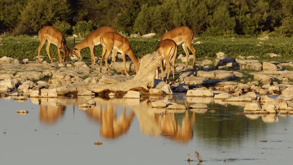 Impala Antelopes At A Waterhole - Etosha National Park