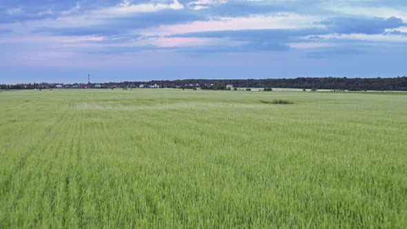 Flight Over the Fields in the Suburbs of St. Petersburg 31