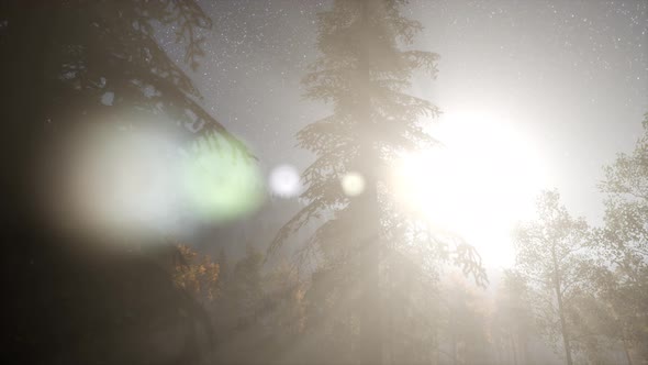 Milky Way Stars with Moonlight Above Pine Trees Forest