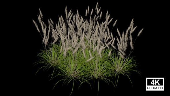 Imperata Grass Growing alt