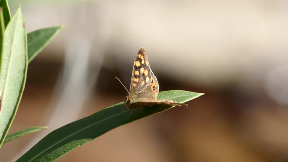 Speckled wood butterfly on a leaf