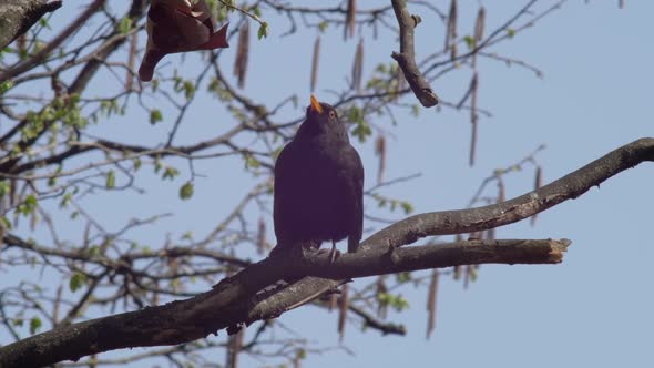 Slow motion medium shot of a young Blackbird sitting on a swaying branch. It spits out a seed.