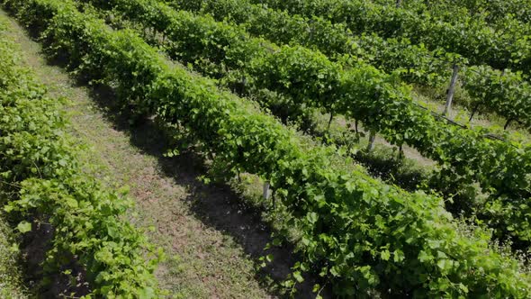 Aerial Video Over a Vineyards