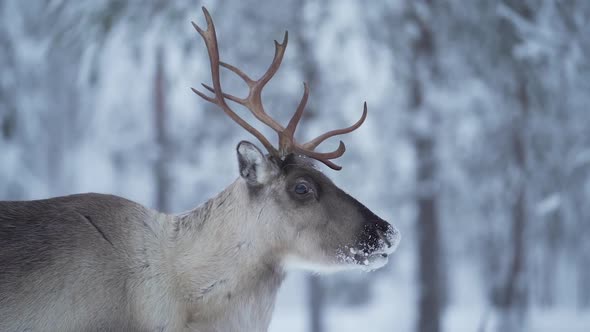 Slowmotion of a reindeer looking around in a snowy landscape in Lapland Finland.