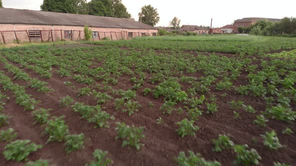 Potatoes planted in garden